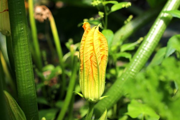 Légumes et fruits biologiques