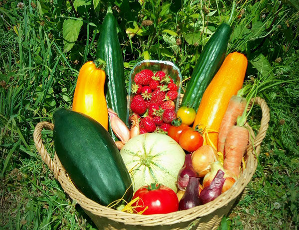 panier légumes fruits bio