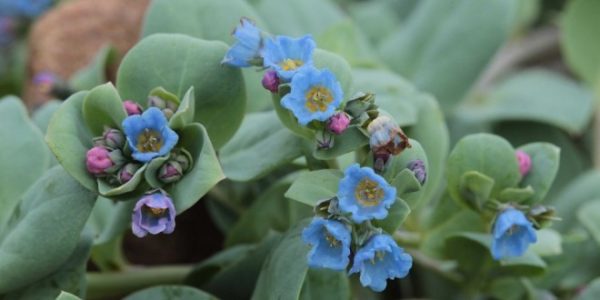 mertensia maritima bio