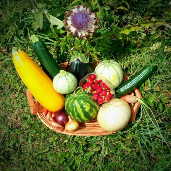 panier légumes fruits bio