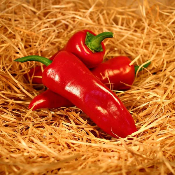 piment espelette bio panier evran dinan