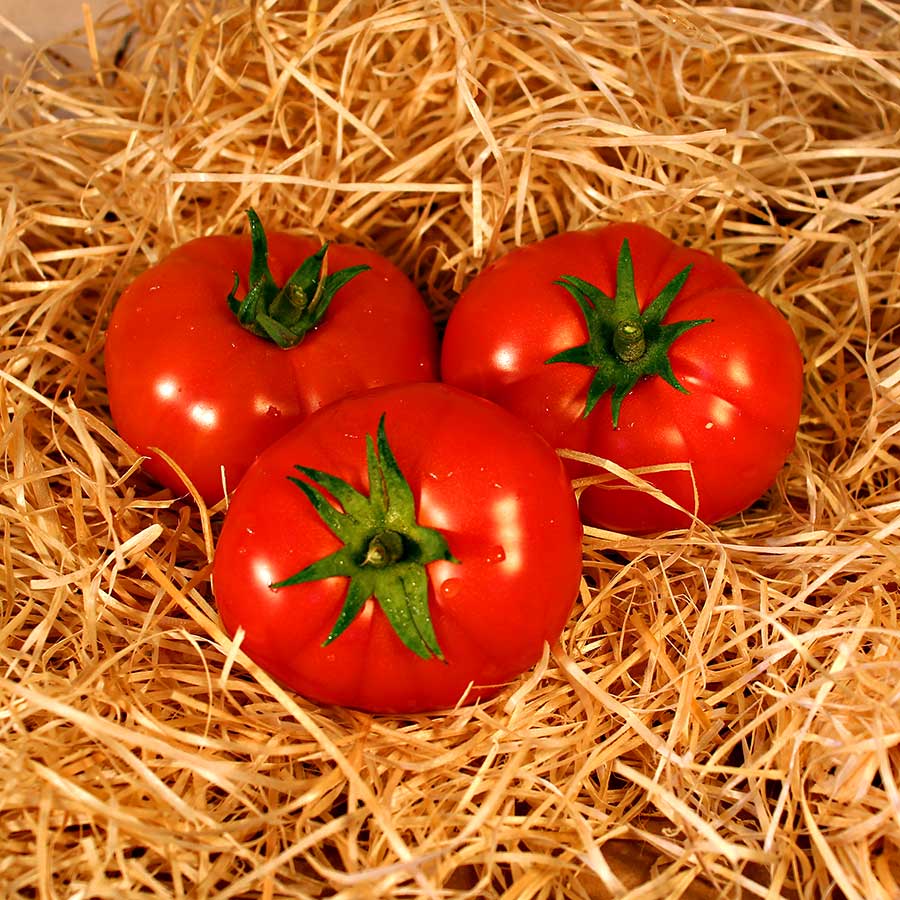 tomate bio panier local dinan evran