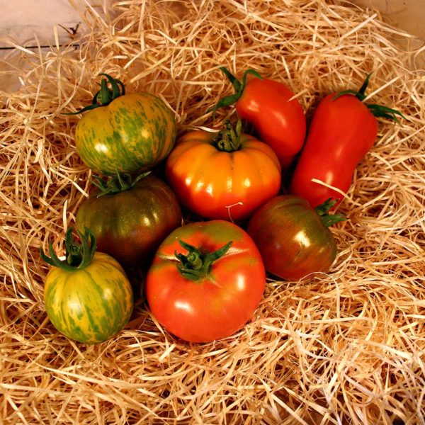 tomates anciennes bio panier local dinan evran