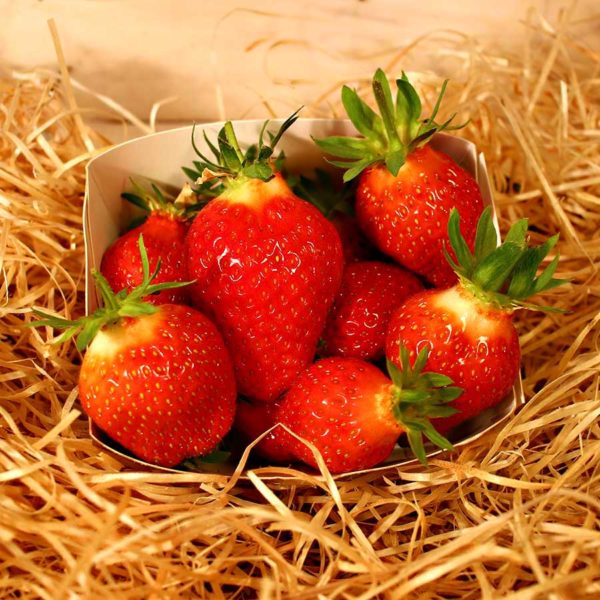 fraise bio panier local evran dinan