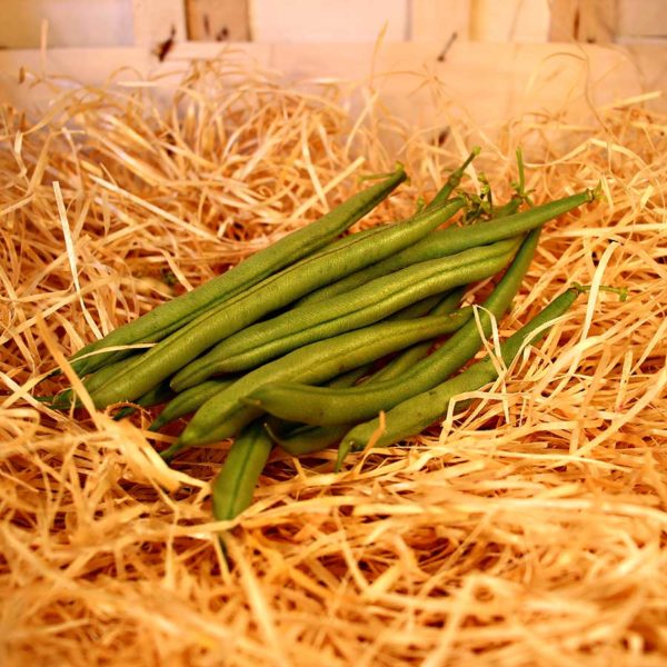 Haricot vert bio evran dinan producteur local