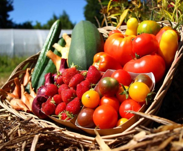 fruits légumes bio dinan evran panier local