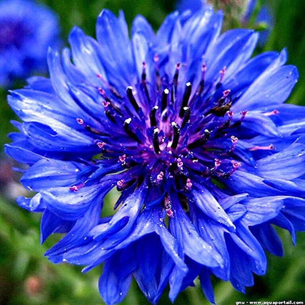plan bio bretagne 22 dinan evran fleur bleuet bleu