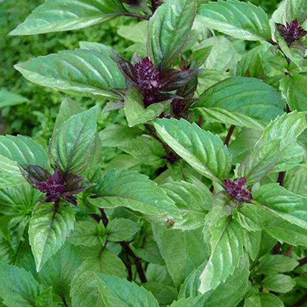 plan bio bretagne 22 dinan evran aromatique basilic cannelle