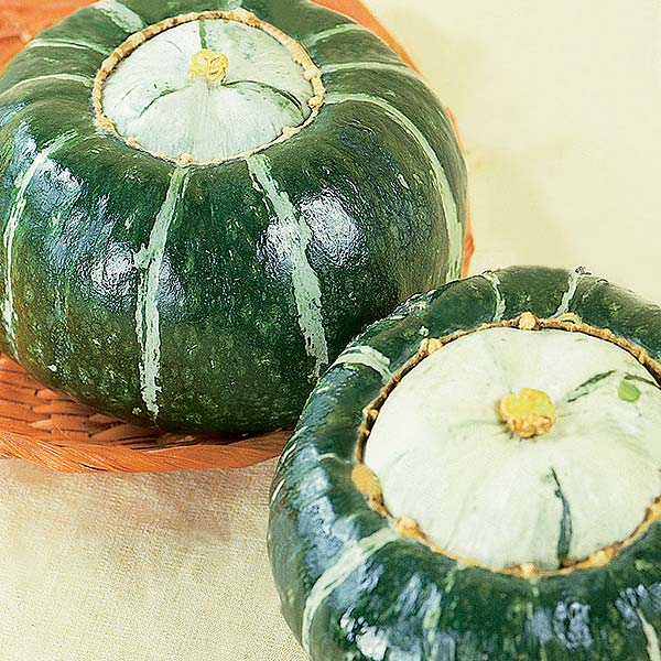 plan bio bretagne 22 dinan evran courge buttercup