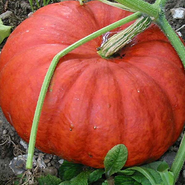 plan bio bretagne 22 dinan evran courge vif d'Étampes citrouille
