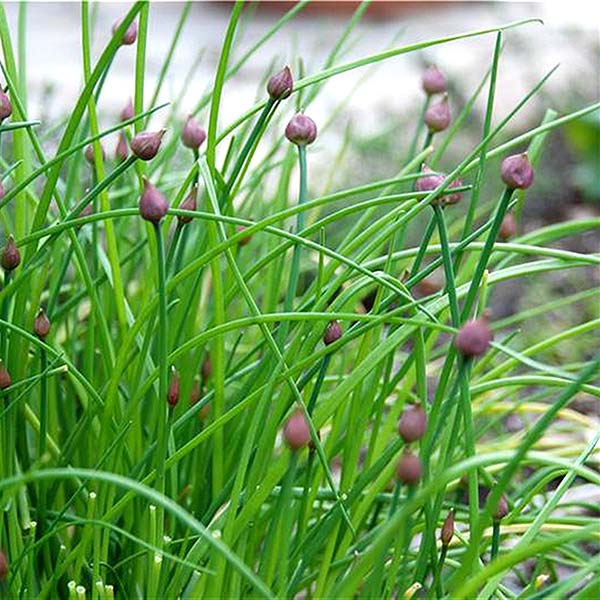 plan bio bretagne 22 dinan evran aromatique ciboulette commune