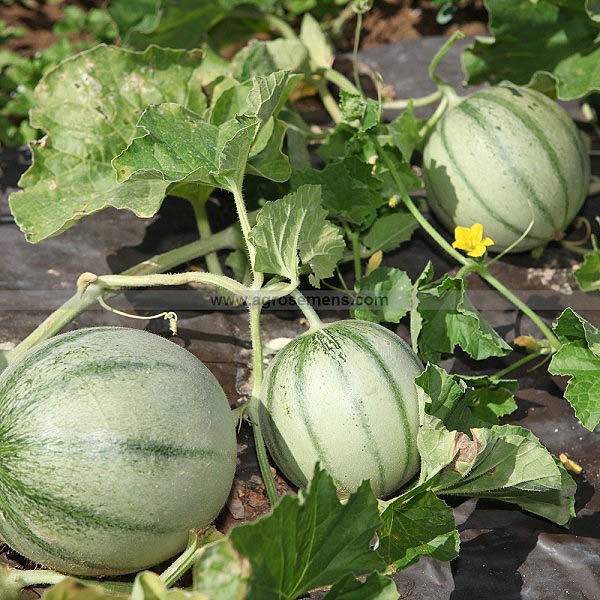 plan bio bretagne 22 dinan evran melon charentais