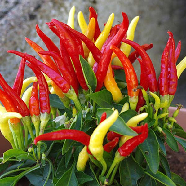 plan bio bretagne 22 dinan evran piment fort etna