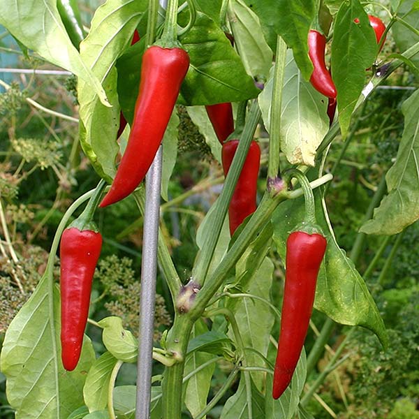 plan bio bretagne 22 dinan evran piment cayenne