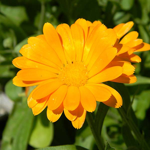 plan bio bretagne 22 dinan evran fleur soucis