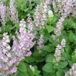 plan bio bretagne 22 dinan evran aromatique sauge sclarée