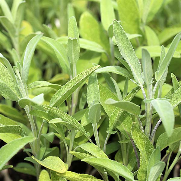 plan bio bretagne 22 dinan evran aromatique sauge officinale