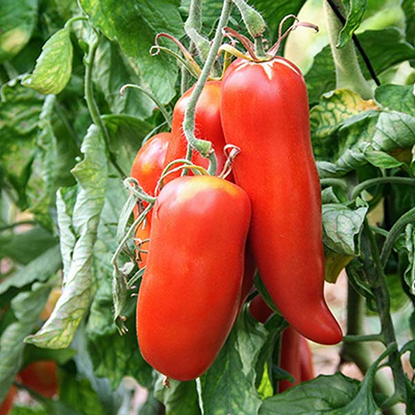 plan bio bretagne 22 dinan evran tomate andine cornue