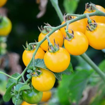 plan bio bretagne 22 dinan evran tomate cerise gold nugget