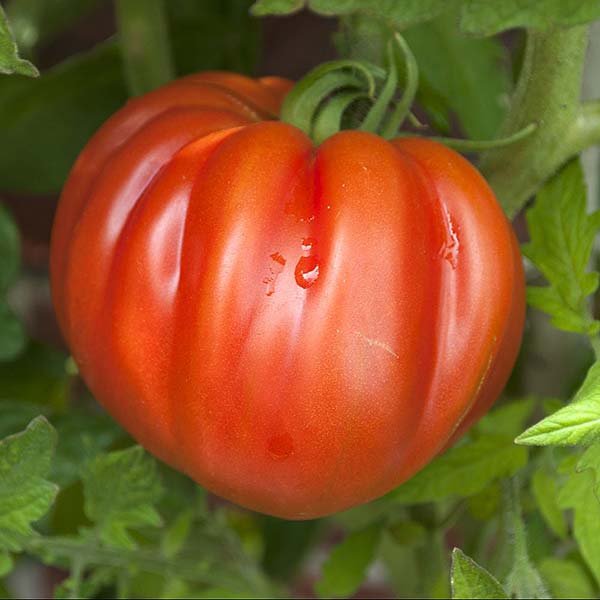 plan bio bretagne 22 dinan evran tomate coeur de boeuf