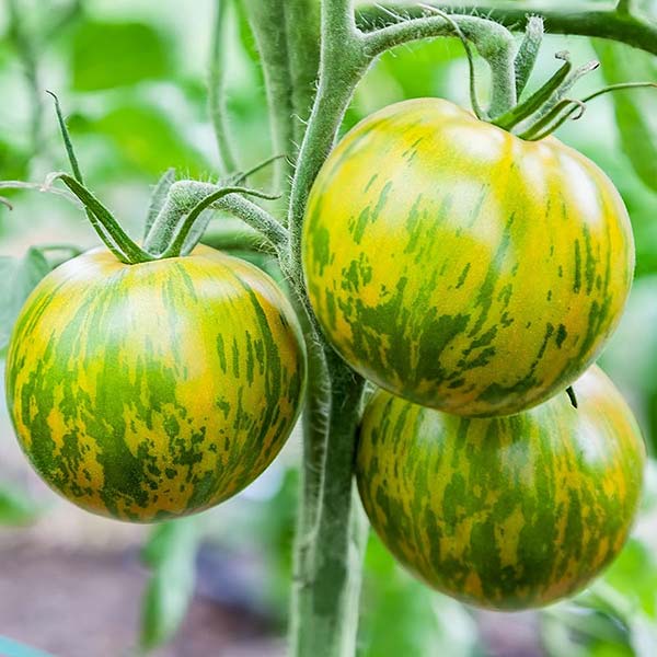 plan bio bretagne 22 dinan evran tomate green zebra