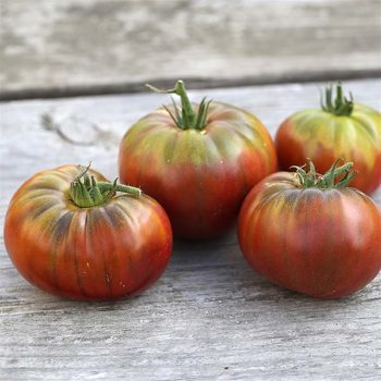 plan bio bretagne 22 dinan evran tomate noir de crimée