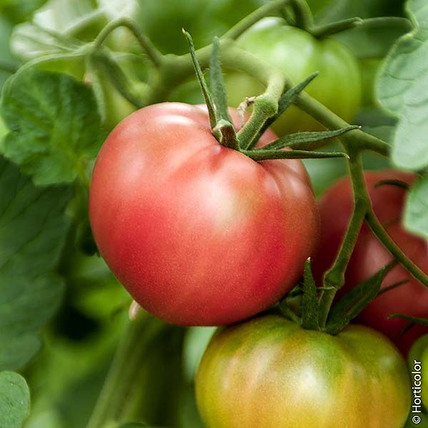 plan bio bretagne 22 dinan evran tomate rose de berne