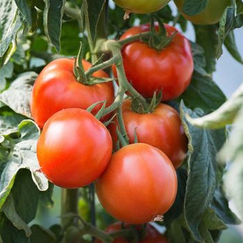 plan bio bretagne 22 dinan evran tomate saint pierrre