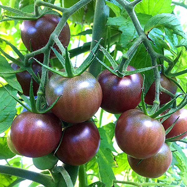plan bio bretagne 22 dinan evran tomate cerise black cherry