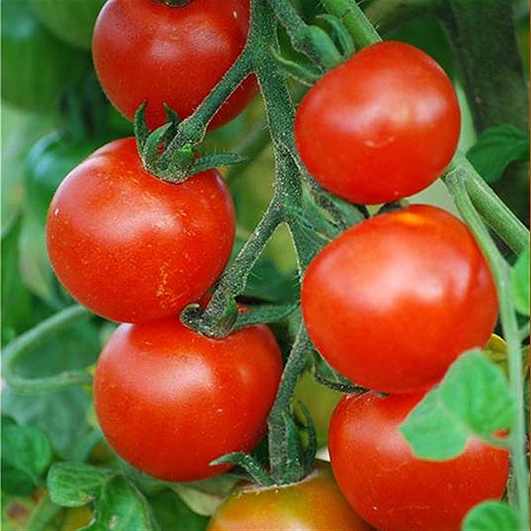 plan bio bretagne 22 dinan evran tomate cerise délice des jardinier