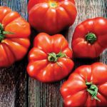 plan bio bretagne 22 dinan evran tomate marmande