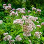 plan bio bretagne 22 dinan evran valeriane