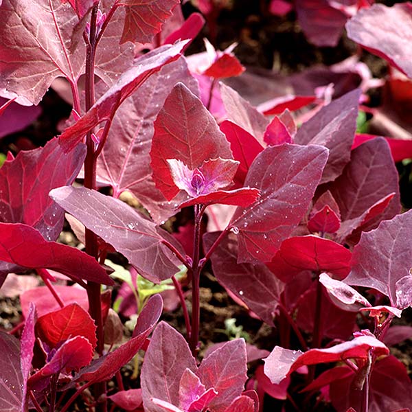 plan bio bretagne 22 dinan evran arroche rouge
