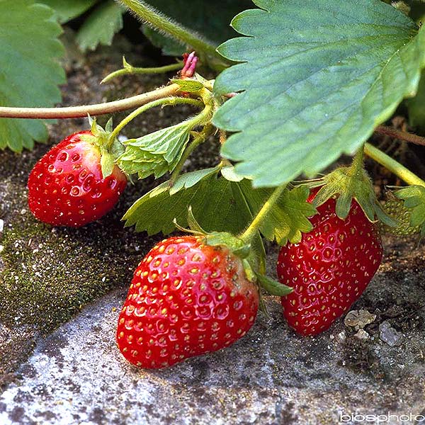 plan bio bretagne 22 dinan evran fraisier cirafine