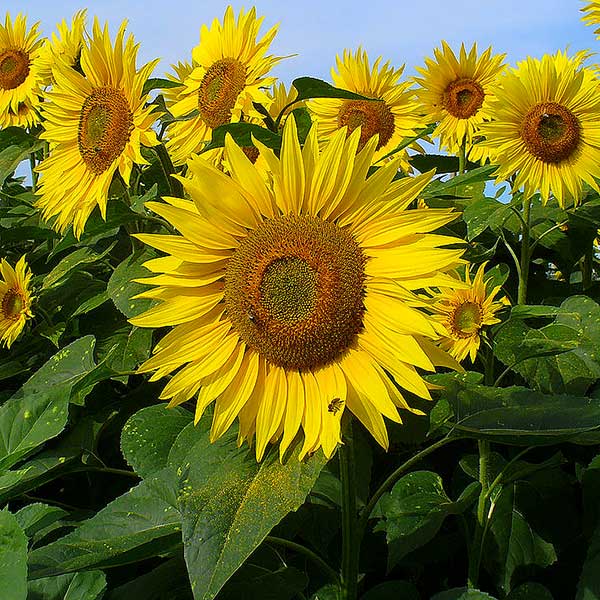 plant bio tournesol