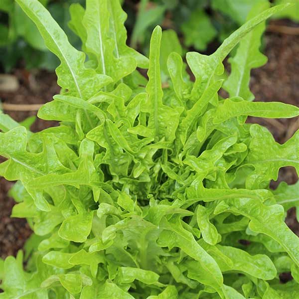 plants laitue salade bio
