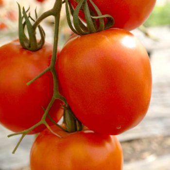 plan bio bretagne 22 dinan evran tomate rio grande