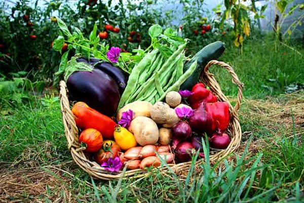 panier local evran dinan commande en ligne