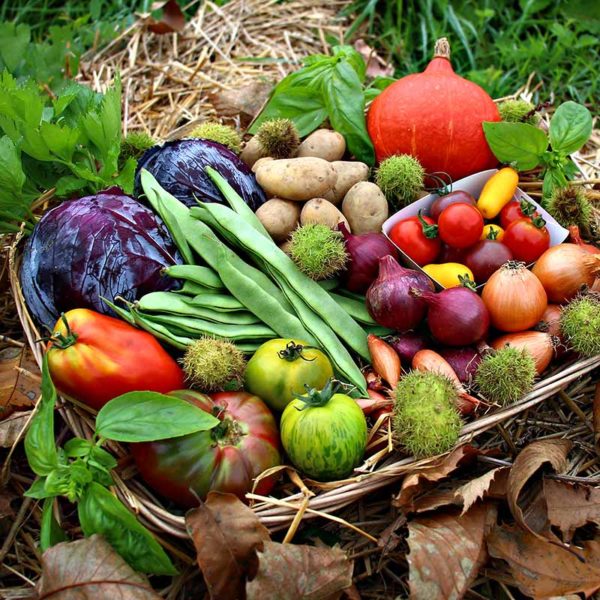 Panier bio et local de saison evran dinan