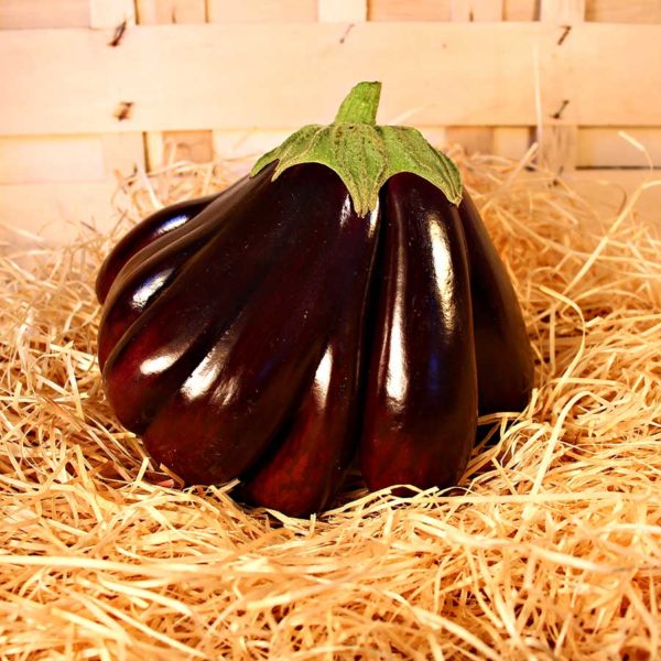 Aubergine ronde bio panier bio dinan evran