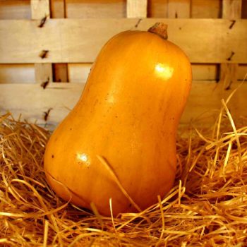 courge butternut bio panier evran dinan