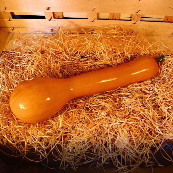 courge longue de nice bio local maraicher