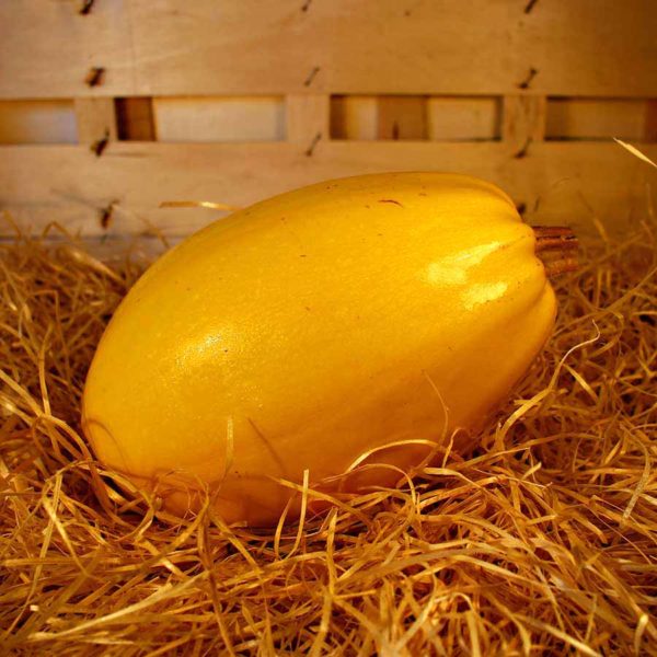 courge spaghetti bio commande en ligne