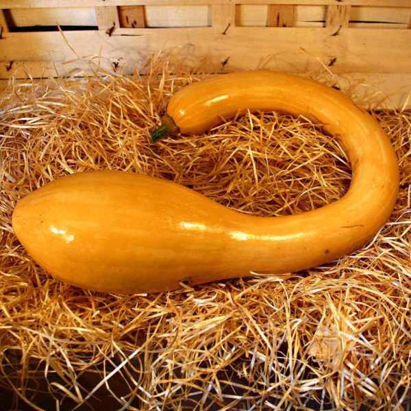 courge tromba bio panier local bio dinan