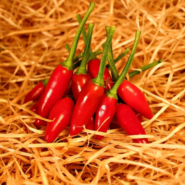 piment etna bio commande en ligne