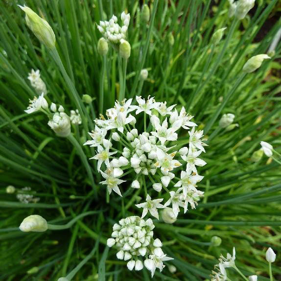 Plant bio ciboule de chine bretagne