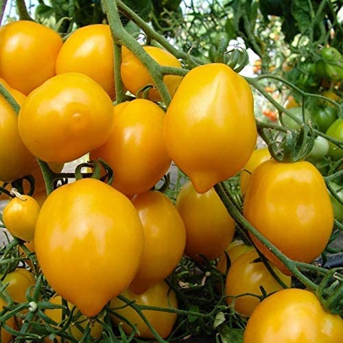 plant tomate lemon bio