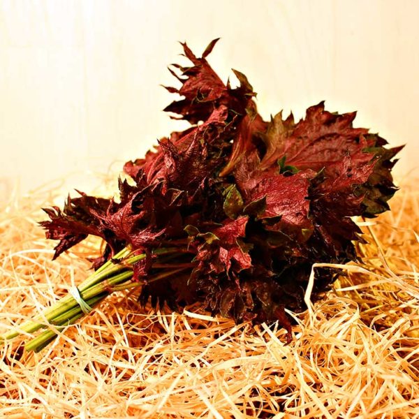perilla pourpre shiso