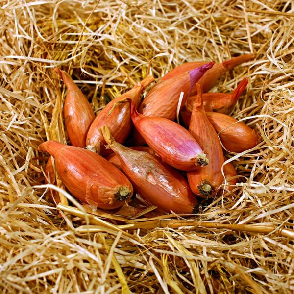 échalotte bio evran dinan panier
