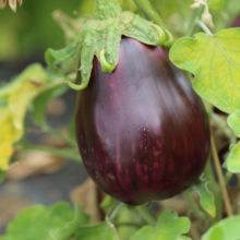 Plant bio AUBERGINE MONSTUEUSE DE NEW-YORK